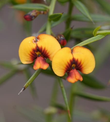 Gorse Bitter Pea