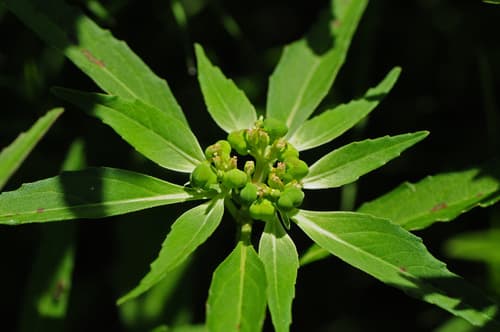 Green Poinsettia