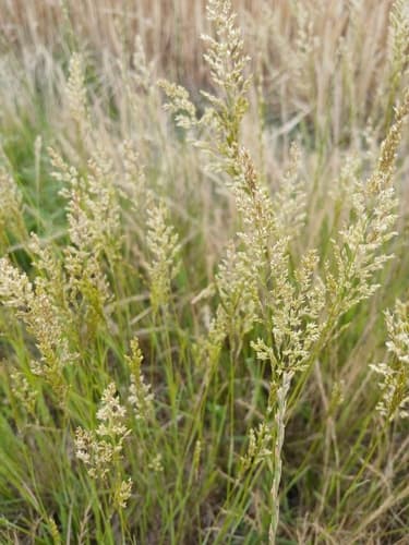 Creeping Bent
