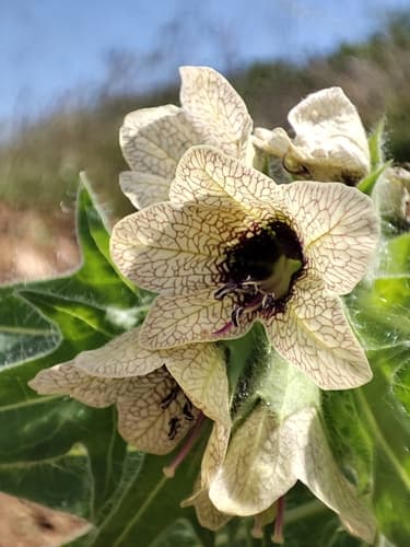 Black Henbane