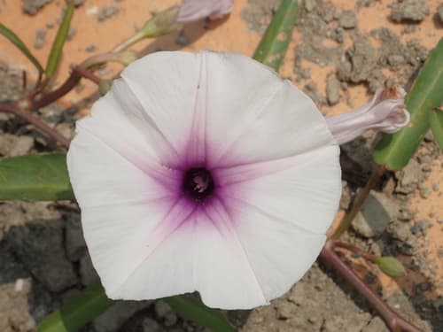 Water Morning Glory Bonsai
