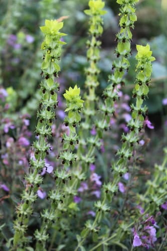 Mountain Ironwort