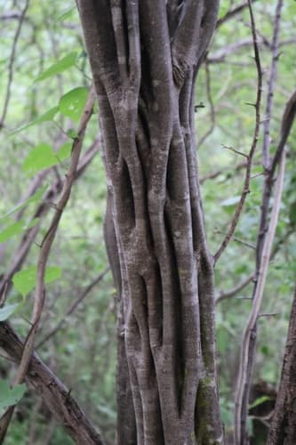 Mexican Logwood Bonsai