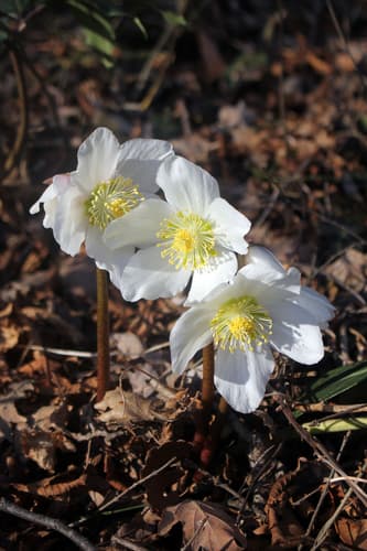 Christmas-rose