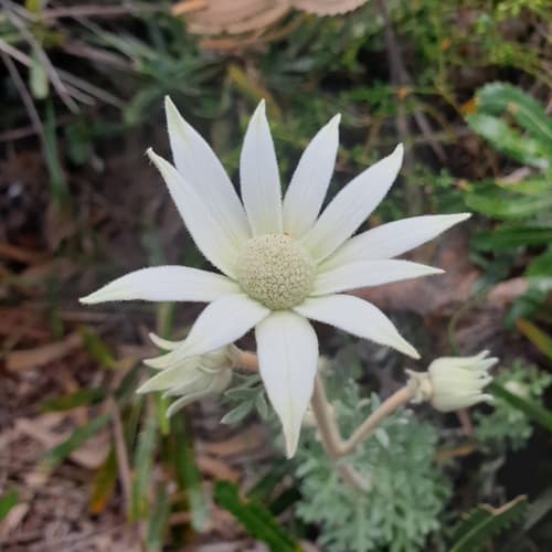 Flannel Flower Bonsai