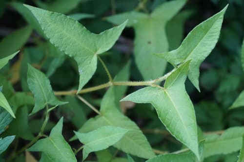 Halberd-leaved Teartumb