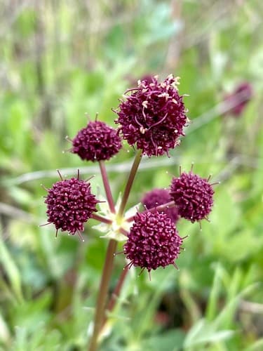 Purple Sanicle