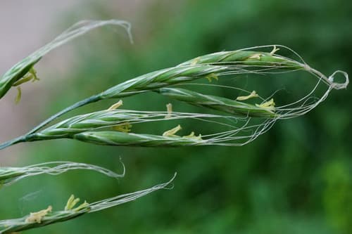Giant Fescue