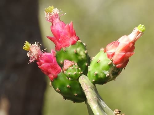 Cochineal Nopal Cactus
