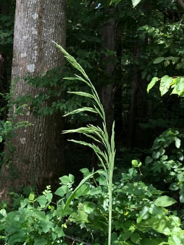 Stout Wood Reed