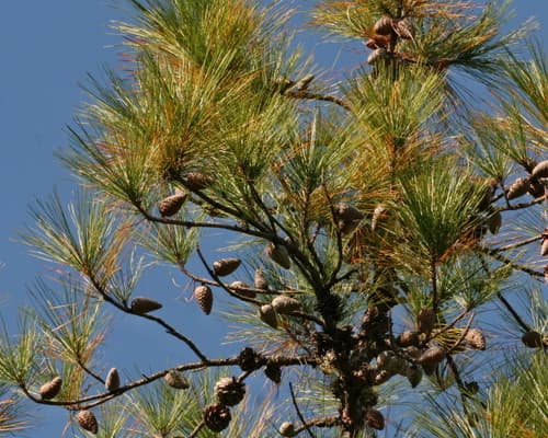 Pond Pine Bonsai