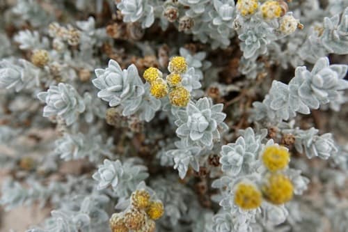 Cottonweed Bonsai