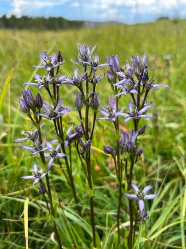 Felwort Plant