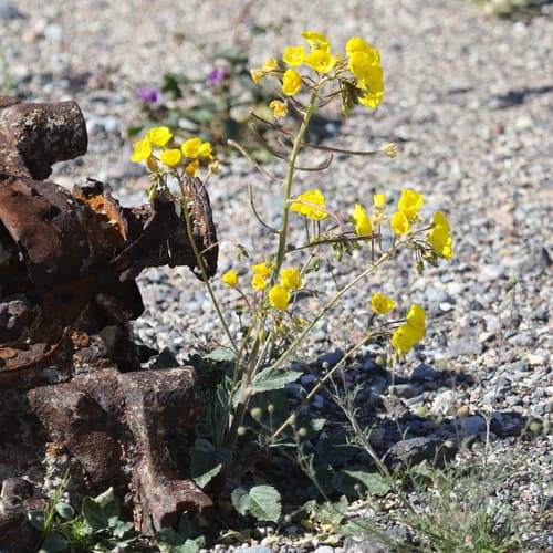 Golden Suncup Bonsai