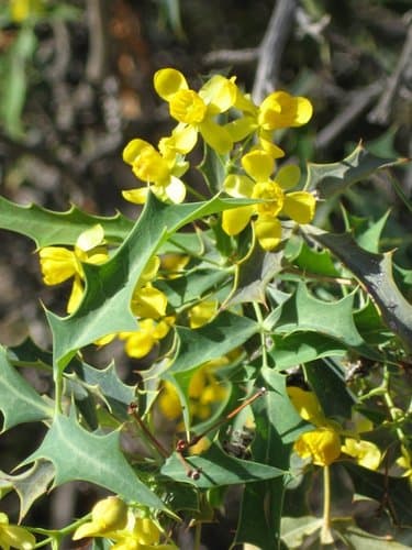 red barberry