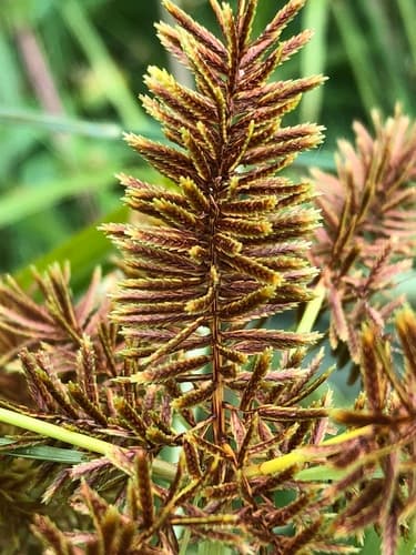 Redroot Flatsedge