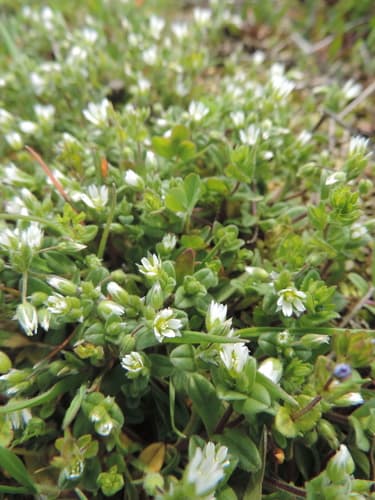 Little Mouse-ear
