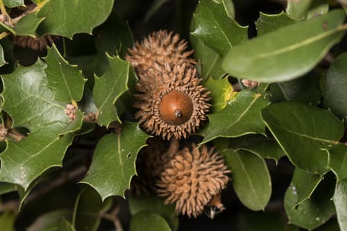 Kermes Oak Bonsai