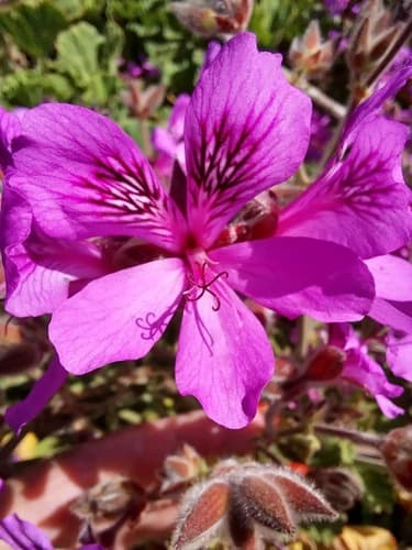 Wild Mallow Flower