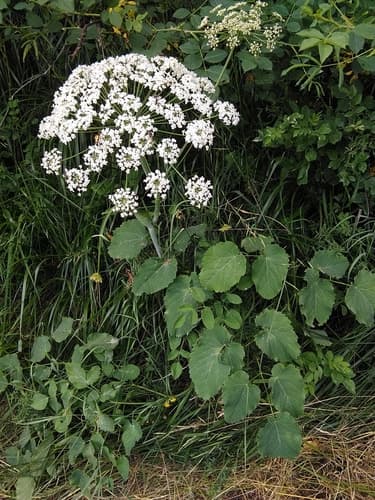 Broad-leaved Sermountain