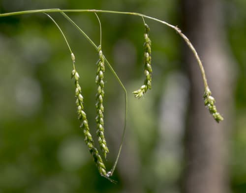 graceful sedge