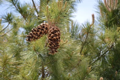 Southwestern White Pine Bonsai