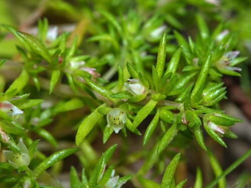 Scilly Pigmyweed