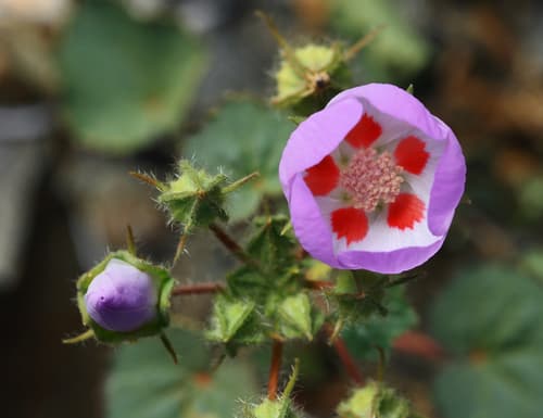 Desert Fivespot
