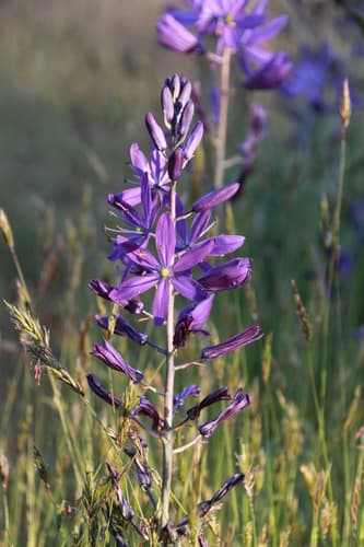 Great Camas