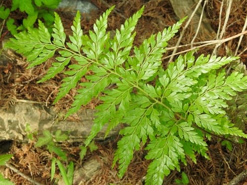 Pine fern