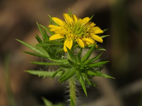 Common Spikeweed