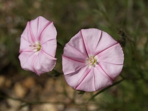 Cantabrican morning glory