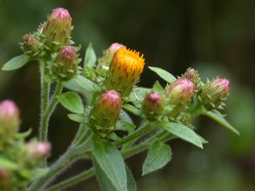 Ploughman's-spikenard Bonsai