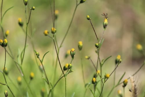 dwarf marigold