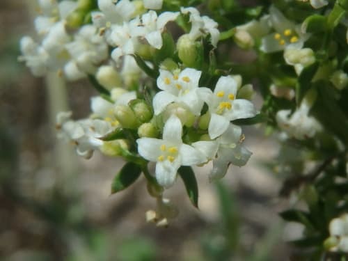 Spreading Bedstraw
