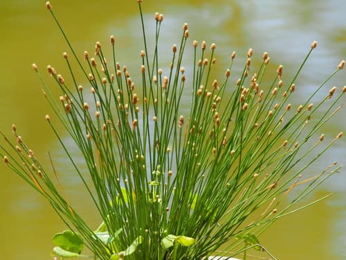 Canada Spikesedge