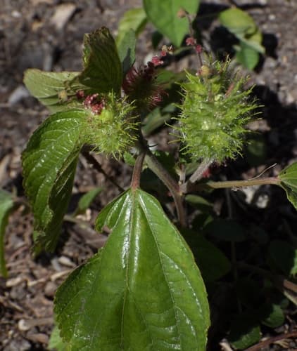 Field Copperleaf