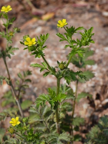 Carpet Cinquefoil