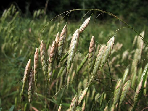 Corn Brome Bonsai