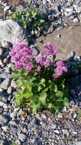 alpine plantain