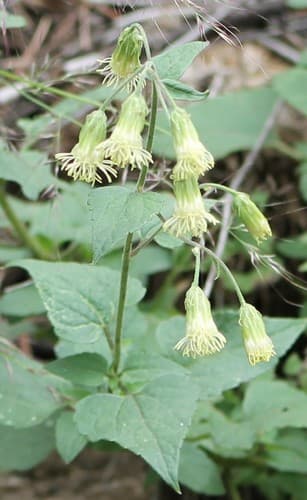 Tasselflower Brickellia