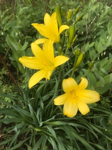 Small daylily