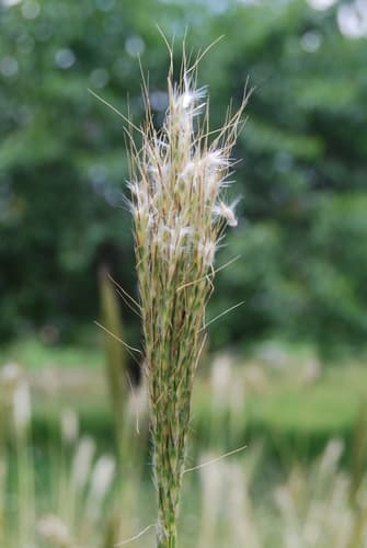Cane Bluestem