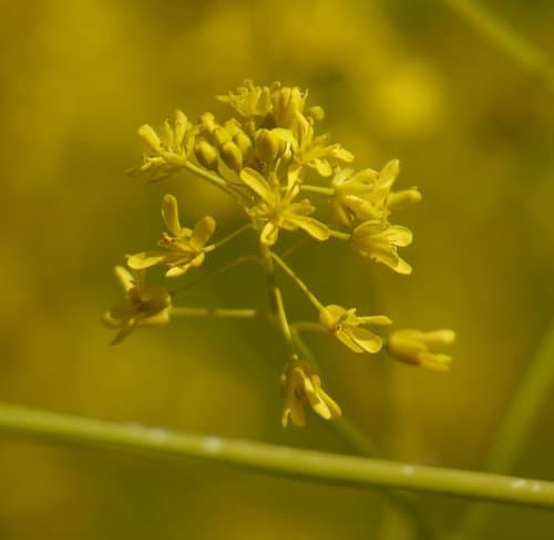 Woad Plant (Not a Bonsai)