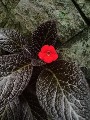 Flame Violet