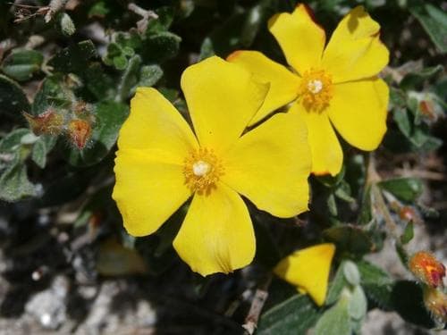 Woolly Rock Rose