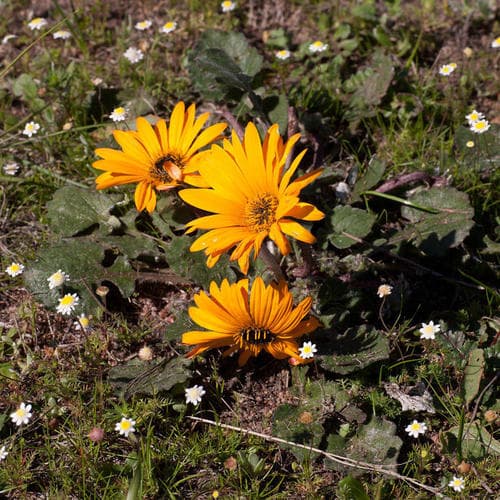 Flat African Daisy