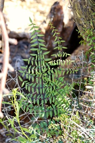 Spiny Cliff-brake