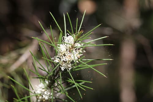 Bushy needlebush