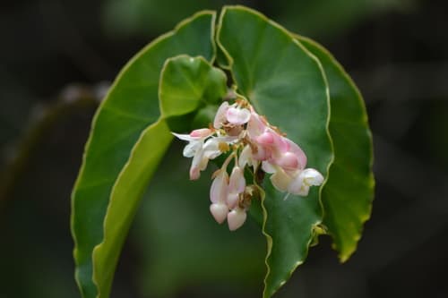 Polka Dot Begonia